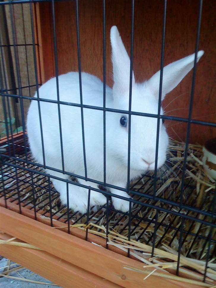 Kanin Tulle's Aslan billede 9