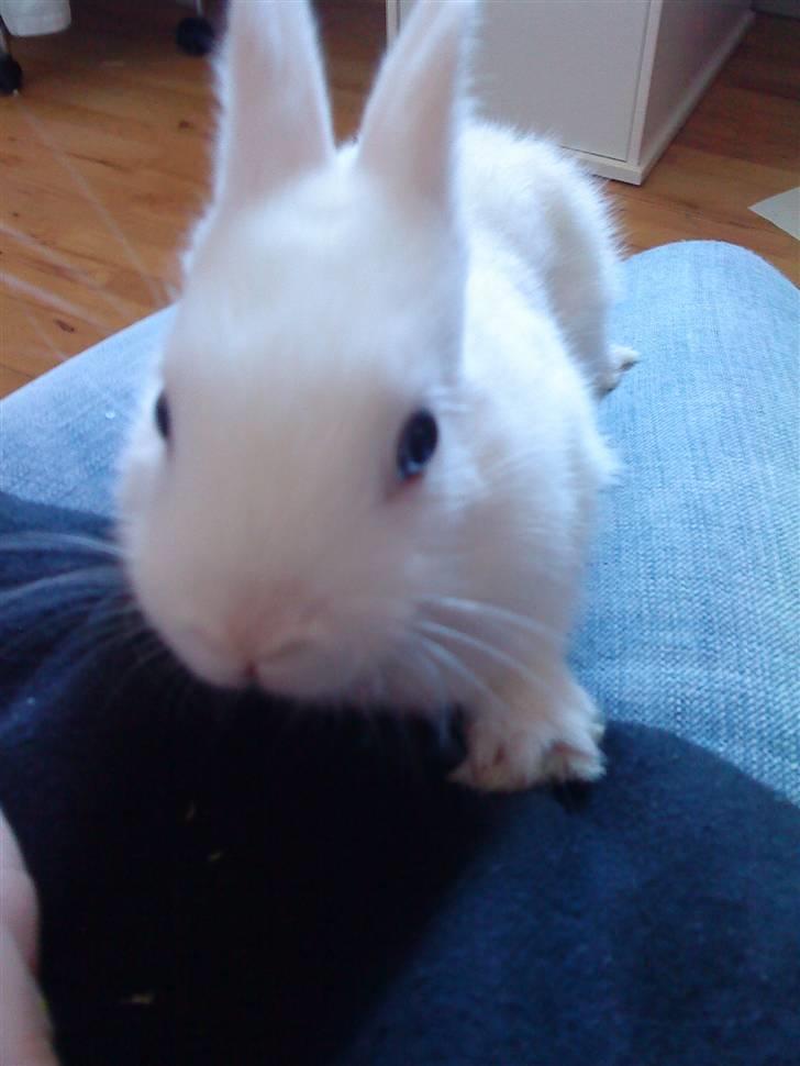 Kanin Tulle's Aslan - 6 uger gammel Aslan billede 10