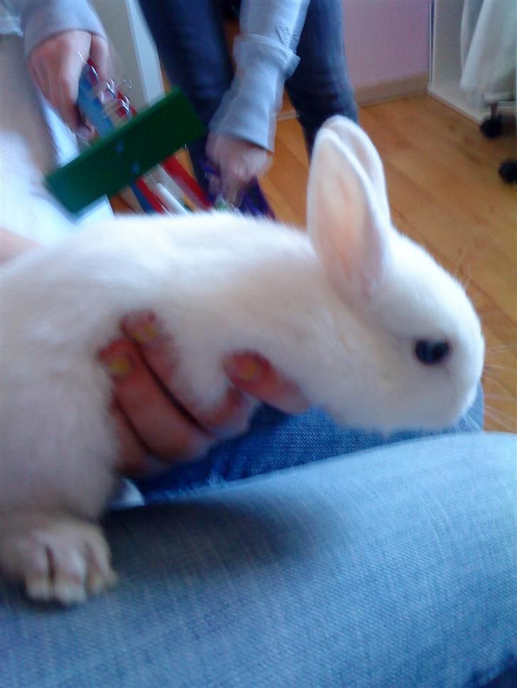 Kanin Tulle's Aslan billede 11