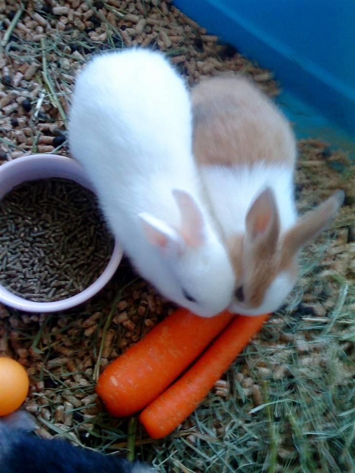 Kanin Tulle's Aslan - Deler en gulerod med sin bror Asterix billede 12