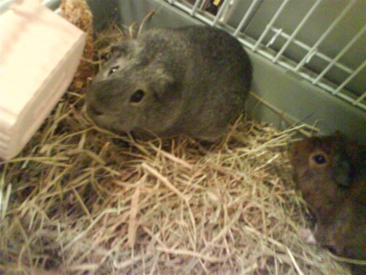 Marsvin Grå billede 1