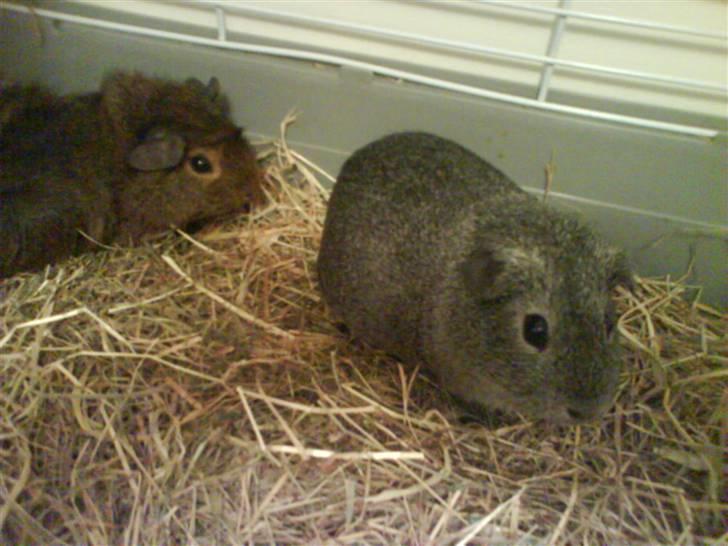 Marsvin Grå billede 2