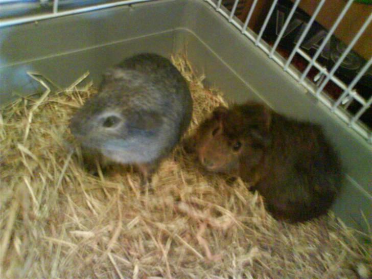 Marsvin Grå billede 3