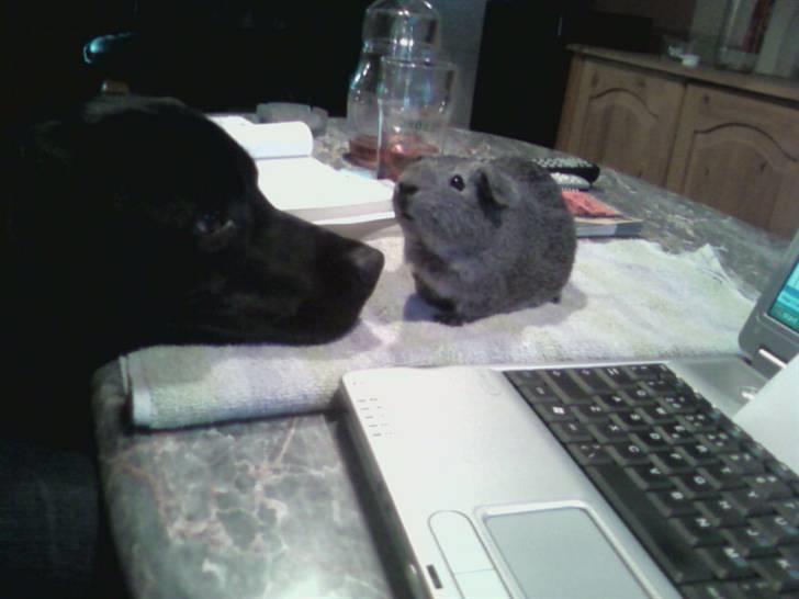 Marsvin Grå billede 4