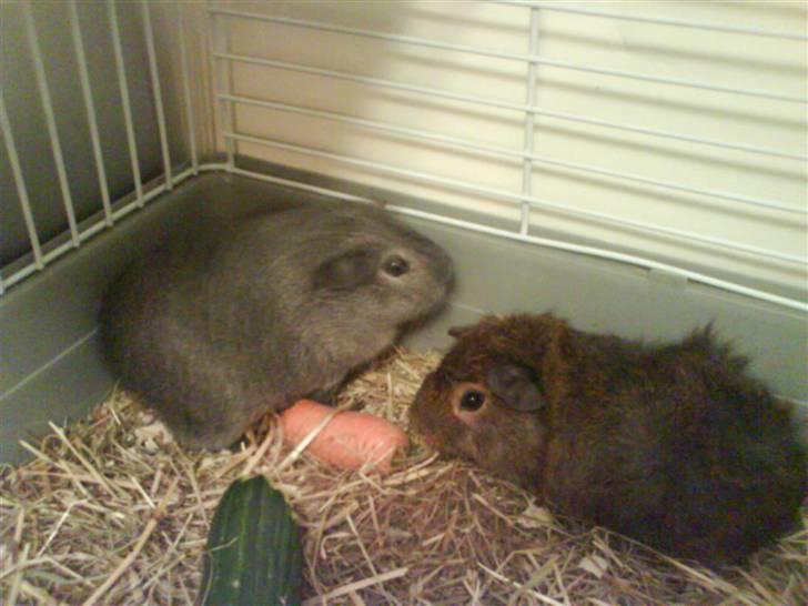 Marsvin Grå billede 5