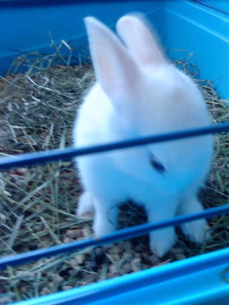 Kanin Tulle's Aslan billede 13