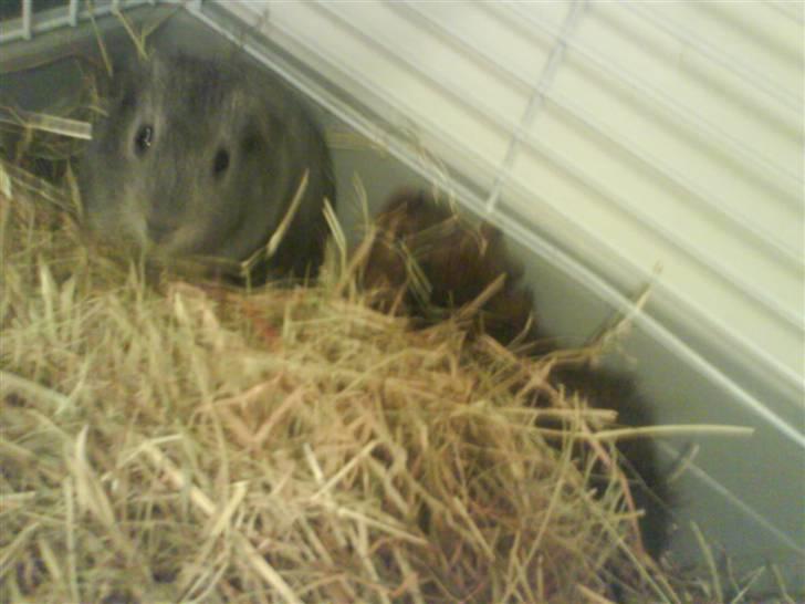 Marsvin Grå billede 6