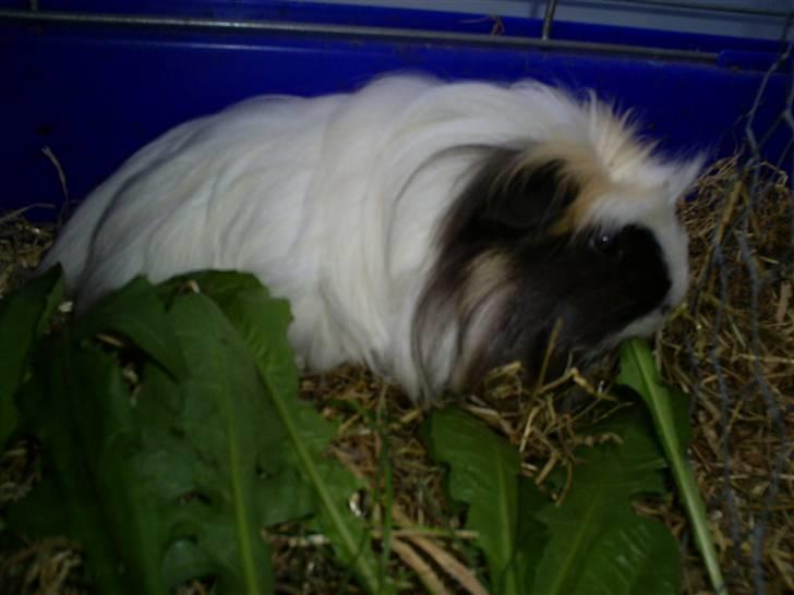 Marsvin Pjuske billede 8