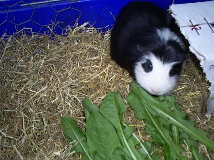 Marsvin Zorro billede 12