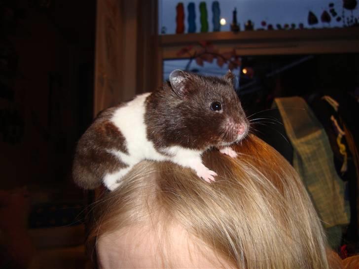 Hamster Gismo billede 1