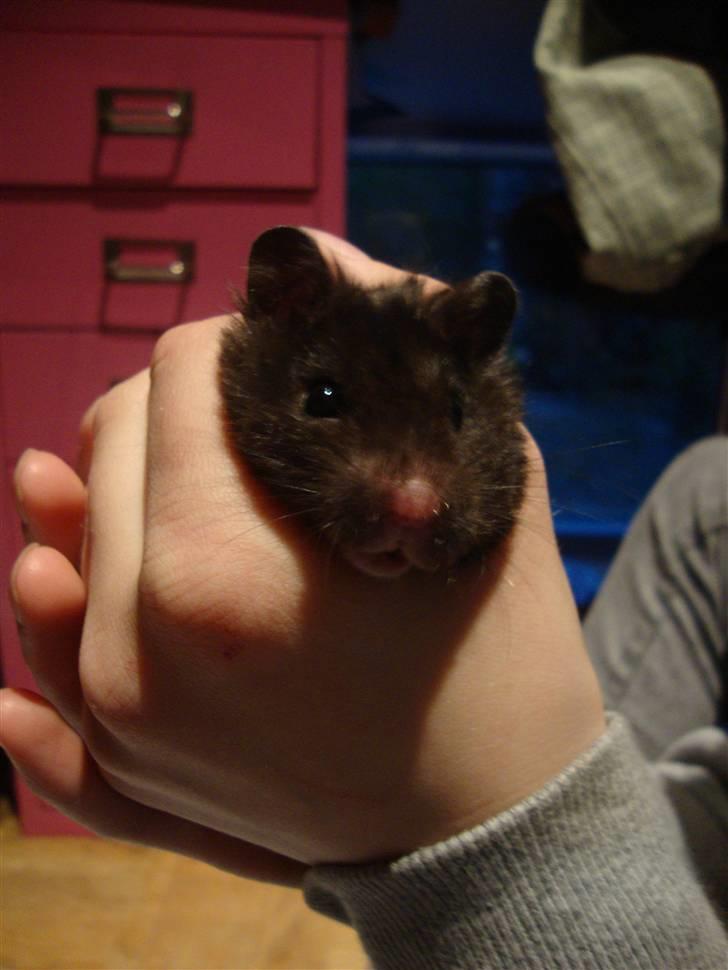 Hamster Gismo billede 2