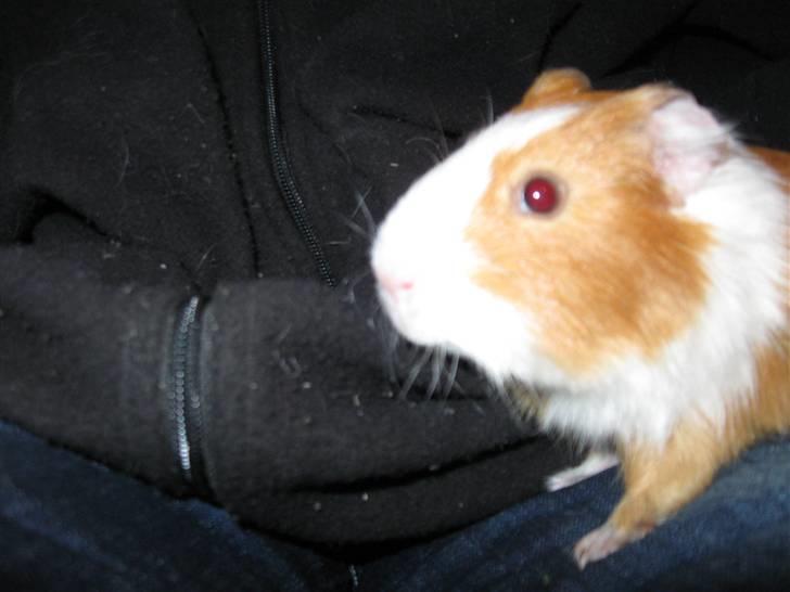 Marsvin Snubbi (Død) - Se mig, her kommer jeg. :D billede 1