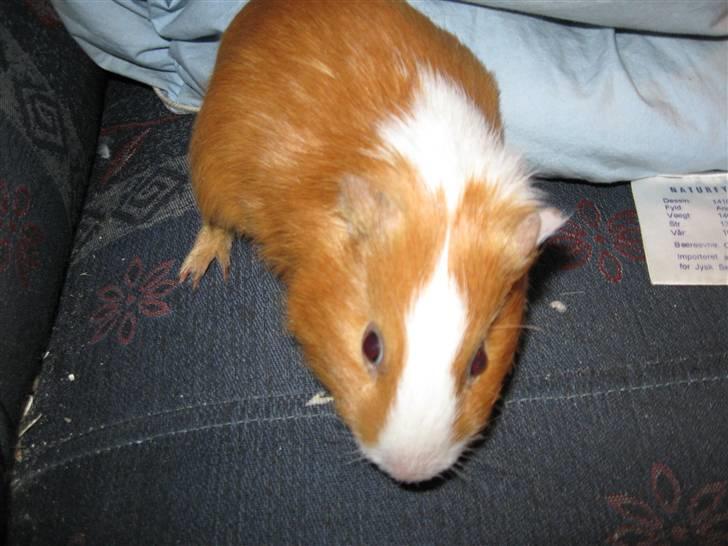 Marsvin Snubbi (Død) - Mhm hygge hygge. :D billede 2