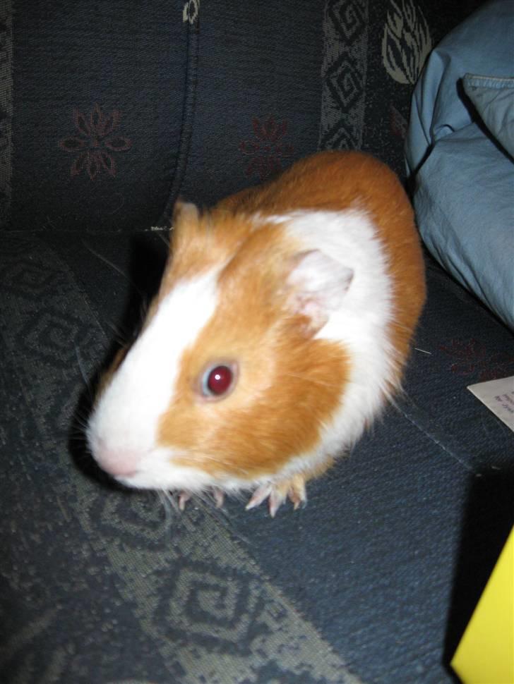 Marsvin Snubbi (Død) - Jeg er ikke rødøjet, mors dumme kamera gør mig bare rødøjet. billede 3