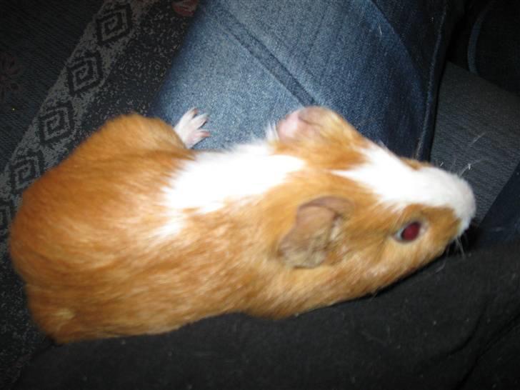 Marsvin Snubbi (Død) - Mhm blød trøje.. :D billede 4