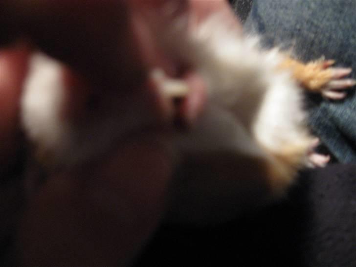 Marsvin Snubbi (Død) - Ved godt det er et dårligt billed, men er lidt svært at tage billede, af noget hvidt synes jeg.. :) billede 5