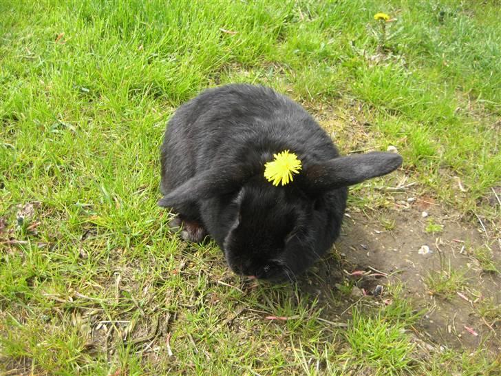 Kanin Blackie - er jeg ikke fin ?  billede 4