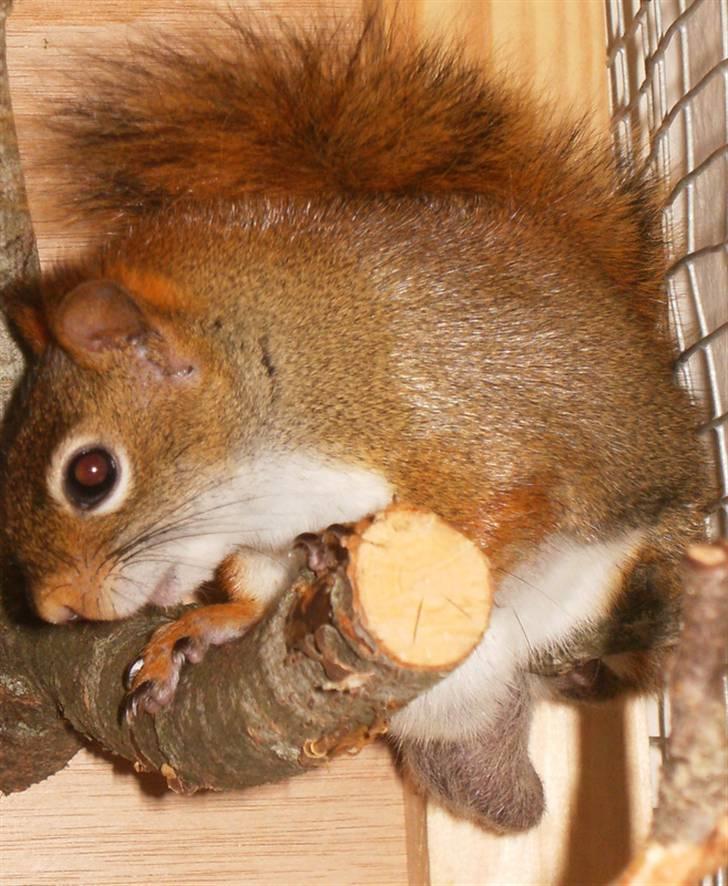 Egern Timo billede 6