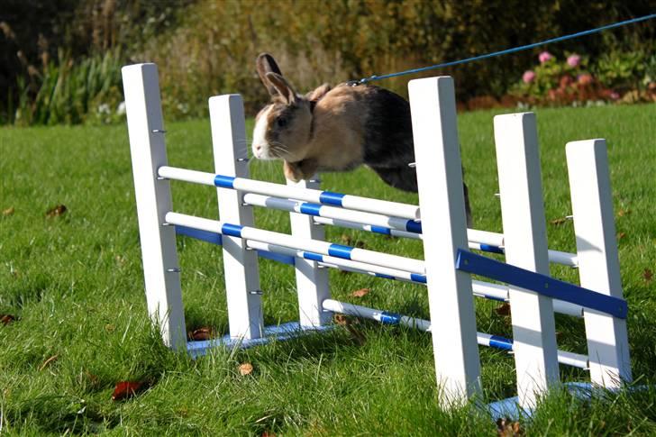 Kanin Madame Madea billede 8