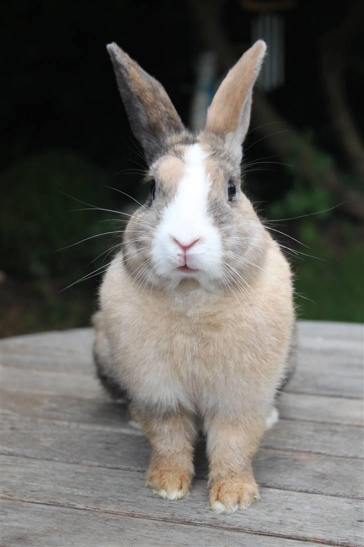 Kanin Madame Madea billede 9