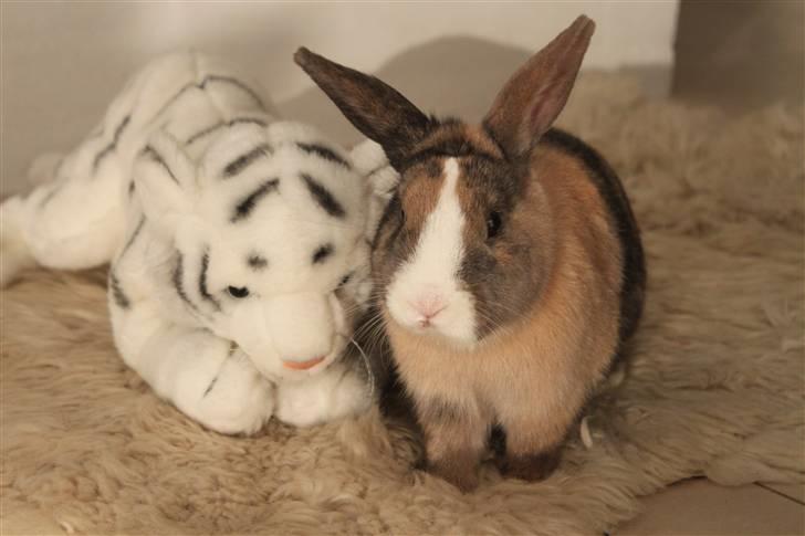 Kanin Madame Madea billede 11