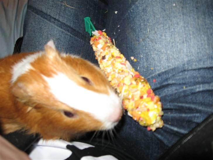 Marsvin Snubbi (Død) - Mhm nam hyggespisning. <3 billede 6