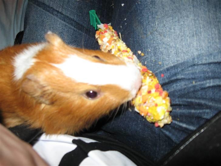 Marsvin Snubbi (Død) - Jeg tror jeg er lidt forkælet.. :D billede 7