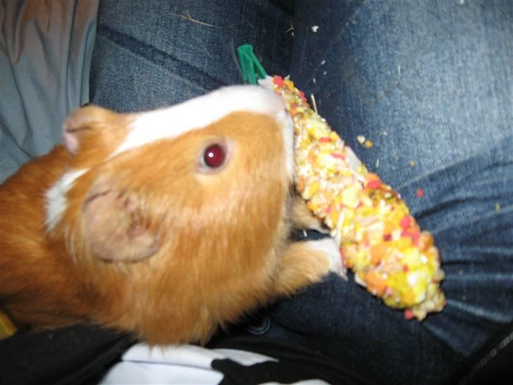 Marsvin Snubbi (Død) - Ih, gå nu væk med det dumme kamera. :p billede 8