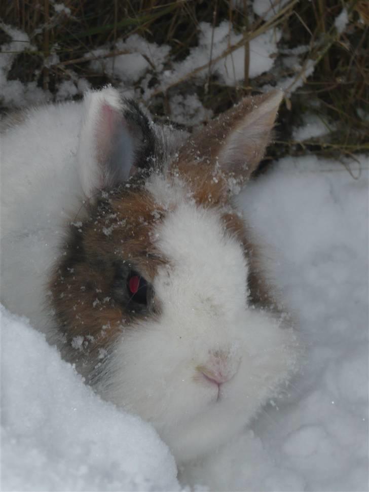 Kanin Fru. Kanin R.I.P <3 - Fru. Kanin i sneen ;D billede 1