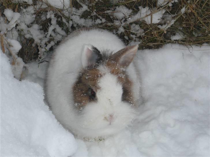 Kanin Fru. Kanin R.I.P <3 - Fru. Kanin putter sig i et hjørne :) billede 2