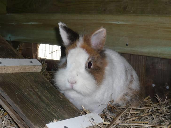 Kanin Fru. Kanin R.I.P <3 - Fru Kanin sidder i sit bur :) billede 3