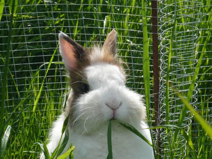 Kanin Fru. Kanin R.I.P <3 - Fru. Kanin i det grønne :) billede 4