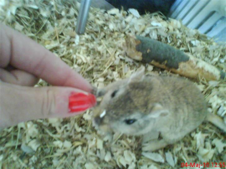 Ørkenrotte Nutmeg - Mmm guffer. billede 11