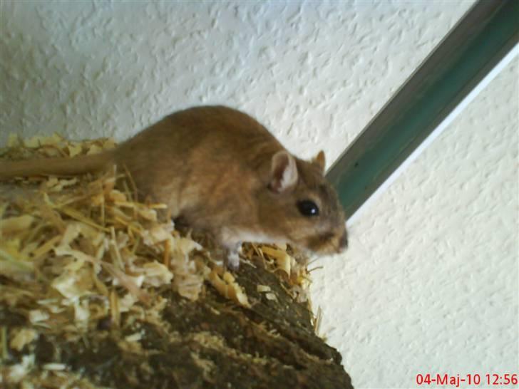 Ørkenrotte Nutmeg - Hej :) billede 12