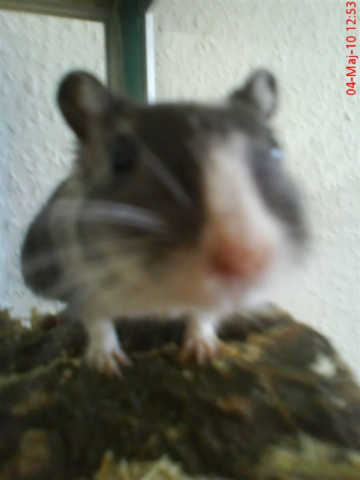 Ørkenrotte Black and white - Hello! billede 11