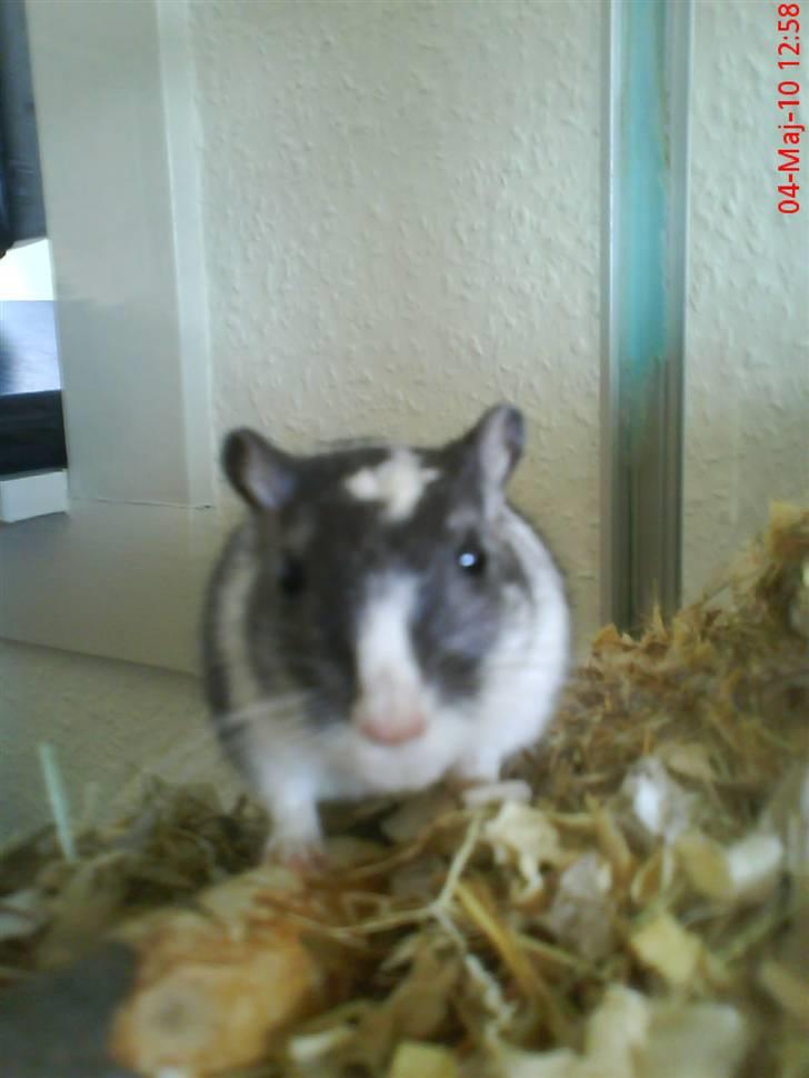 Ørkenrotte Black and white - Kigger igen. billede 12