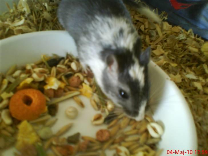 Ørkenrotte Black and white - Mums, finder gode bidder. billede 13