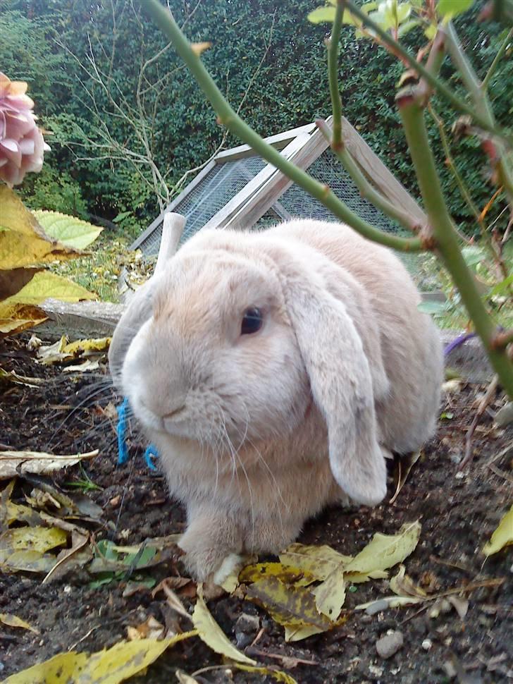 Kanin Stampe *død og savnet* - Velkommen:) billede 1