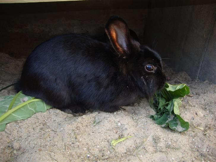 Kanin Mille - Lille Mille billede 1