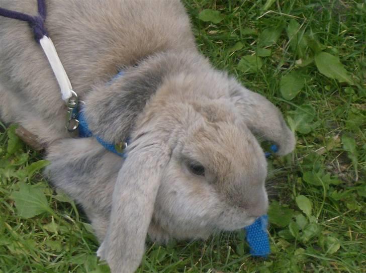 Kanin Stampe *død og savnet* - Jeg elskede at være ude på græsset op hoppe rundt XD billede 2