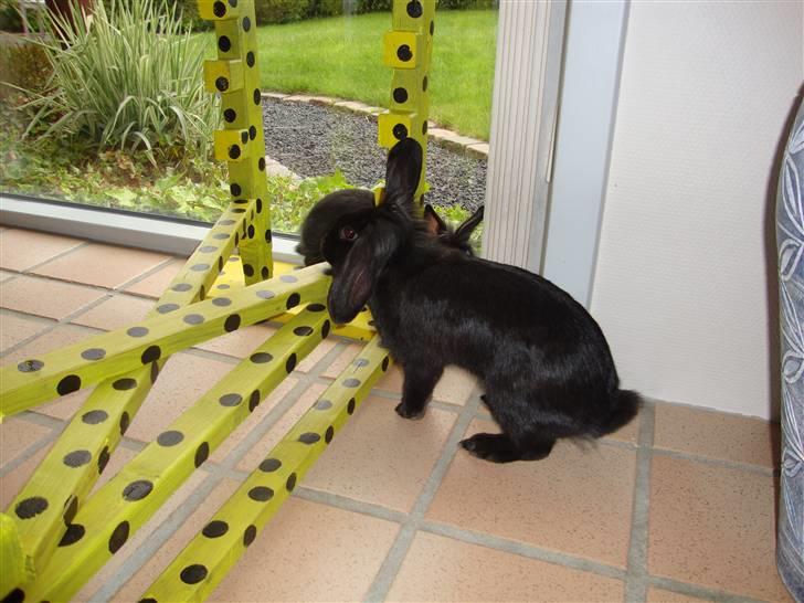 Kanin Mille - Mille skal til at spring billede 2