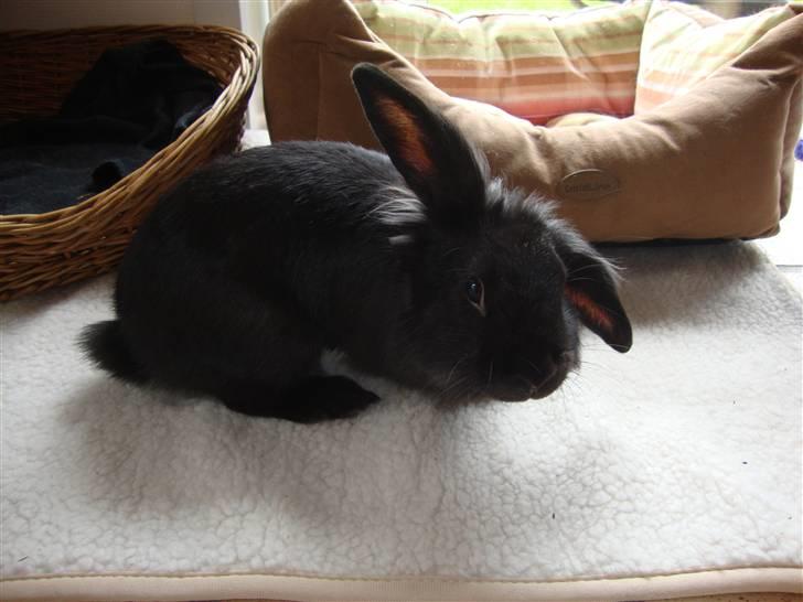 Kanin Mille billede 3