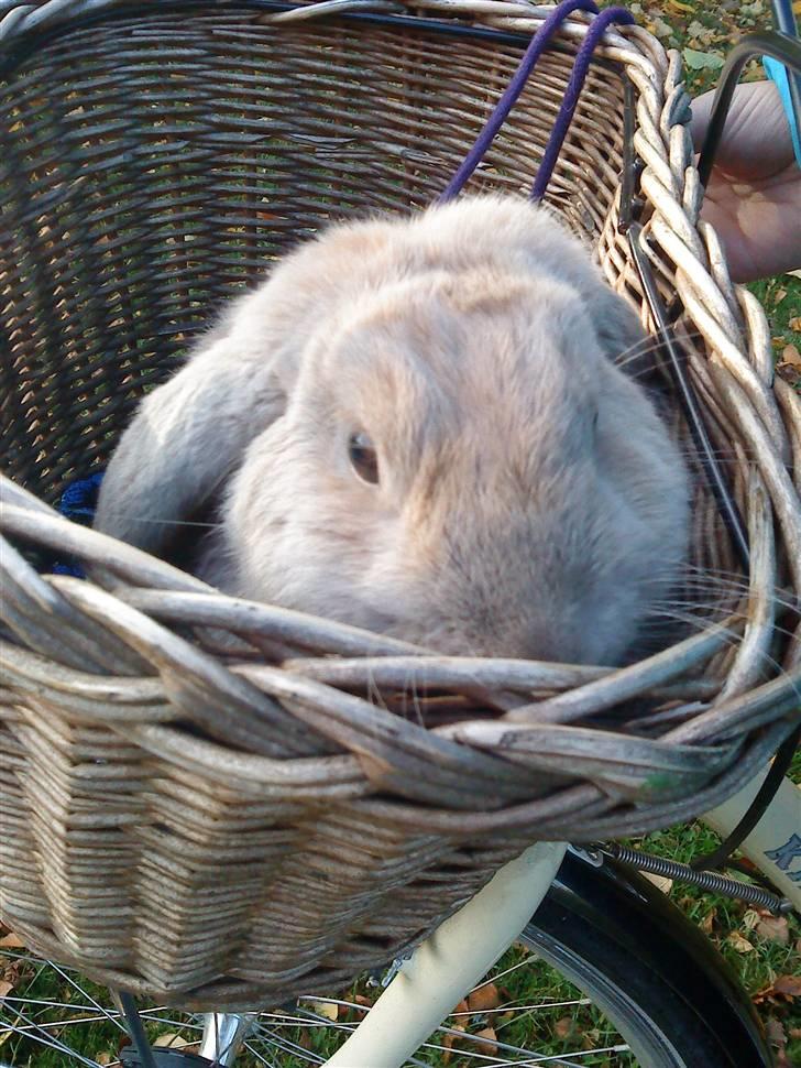 Kanin Stampe *død og savnet* - lille mig <3 er ude at cykle XD billede 3