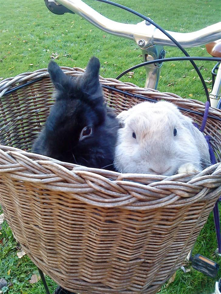 Kanin Stampe *død og savnet* - jeg elskede min ven :) billede 4
