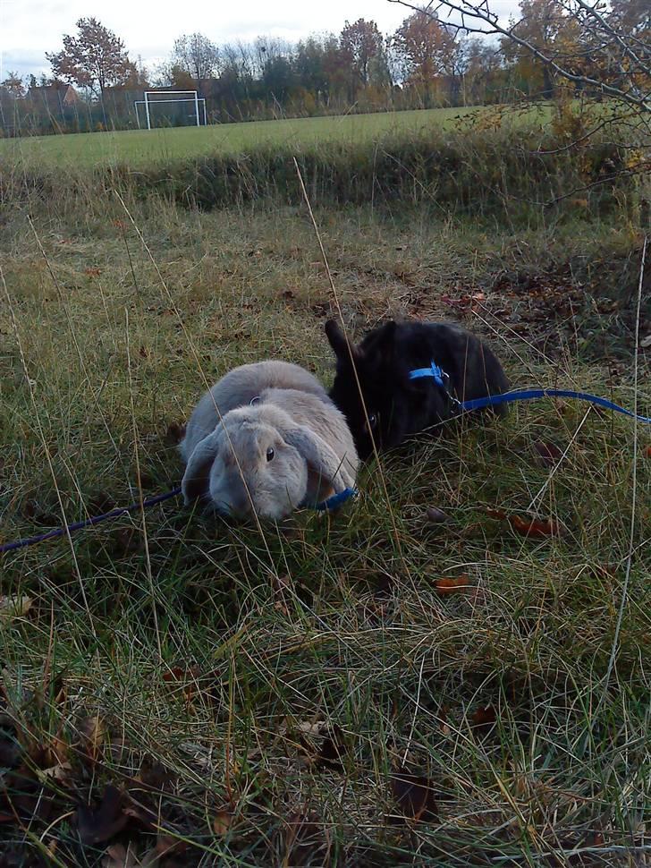 Kanin Stampe *død og savnet* - ^-^ billede 5