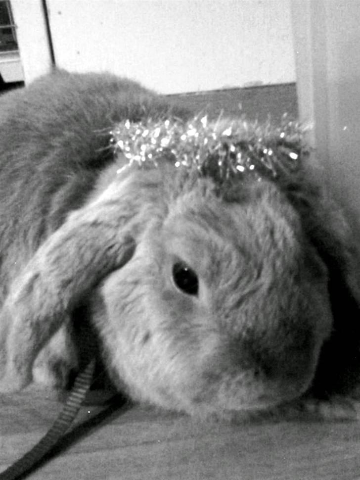 Kanin Stampe *død og savnet* - jeg er bare en kanin engle 0:) undskyld kvaliteten men syntes det er så sødt :D billede 6