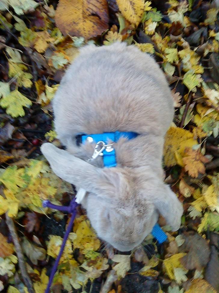 Kanin Stampe *død og savnet* - er ude at hoppe i blade :) billede 7