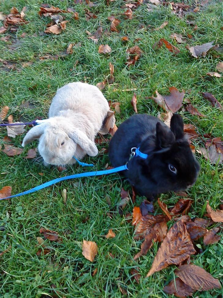 Kanin Stampe *død og savnet* - er jeg ikke bare sød <3 sammen med min gode ven ^-^ billede 8