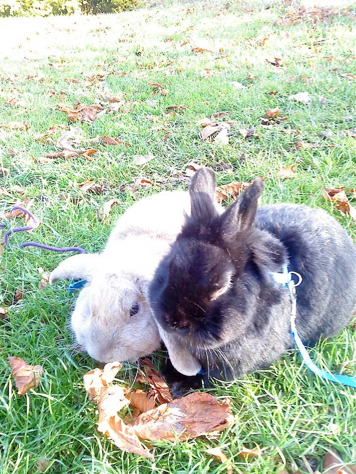 Kanin Stampe *død og savnet* - ~_~ billede 9