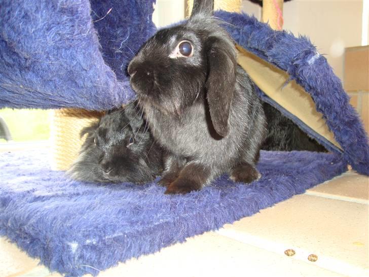 Kanin Mille billede 4